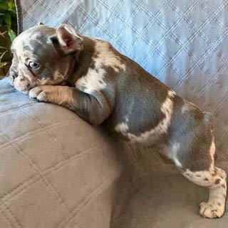  merle french bulldogpuppy